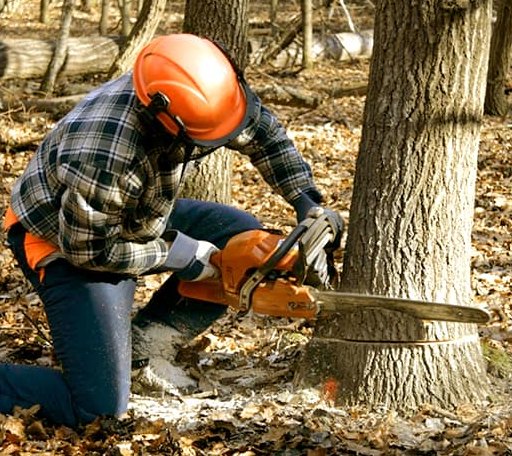 Tree Removal in Bruceton Mills, WV